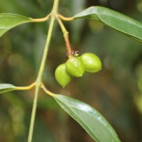 Hortonia angustifolia (Thwaites) Trimen